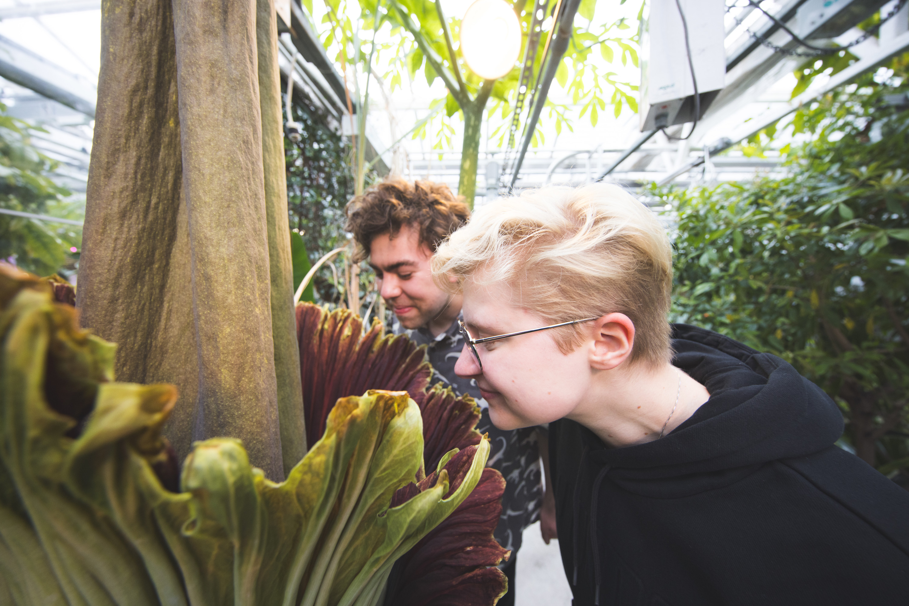 Students sniff the Corpse flower blooming in the greenhouse